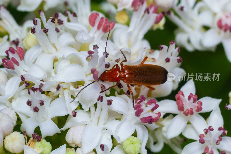 常见的红色士兵甲虫Rhagonycha fulva，也被误解为吸血甲虫，是士兵甲虫Cantharidae的一种